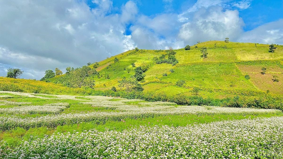 Ngắm hoa dã quỳ khoe sắc trên triền núi lửa Chư Đang Ya mùa lễ hội