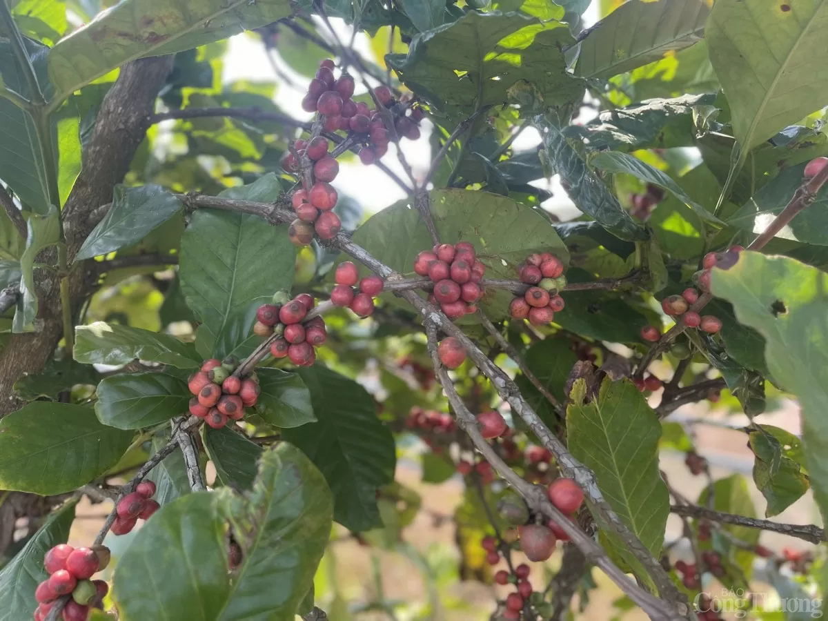 Giá cà phê hôm nay 25/11/2024: Giá cà phê trong nước tiếp tục tăng mạnh Giá cà phê hôm nay 25/11/2024: Giá cà phê trong nước tiếp tục tăng mạnh