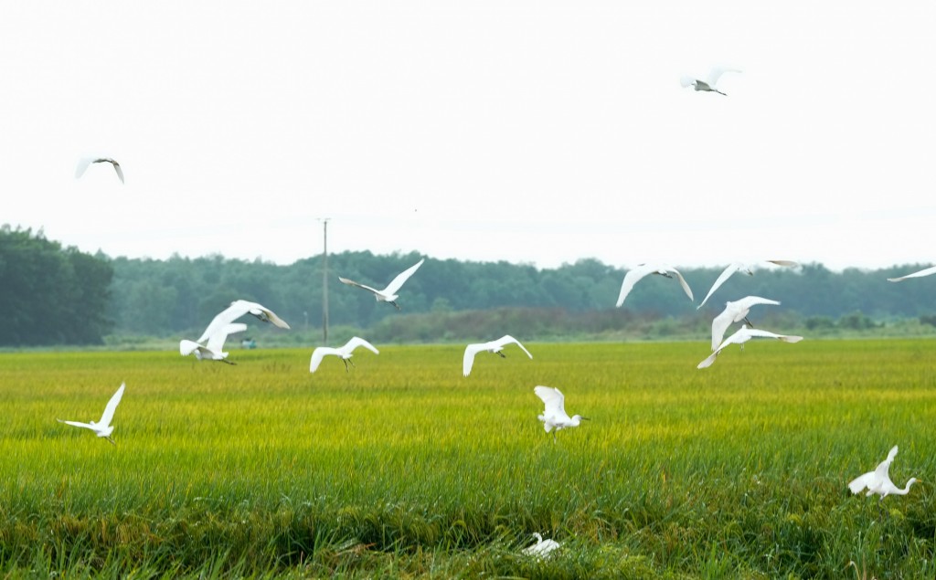 Với trang trại Green Farm tại Tây Ninh, đây không chỉ là một cánh đồng lúa, đó là thành quả của cả một quá trình 5 năm đào sâu nghiên cứu, bền bỉ cải tạo đất, tìm phương pháp canh tác tối ưu, chọn giống cây trồng phù hợp... Đúc kết lại, những chuyên gia n