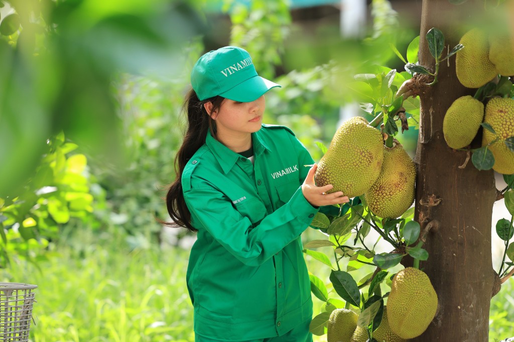 Không chỉ có lúa, trang trại giờ đây có thể trồng được rất nhiều cây ăn trái như mít, đu đủ, xoài… bên cạnh những cánh đồng cỏ, bắp rộng hàng trăm hecta cung cấp thức ăn cho bò.“Chúng tôi áp dụng phương pháp luân canh để cải tạo đất đai. Sau khi thu hoạch