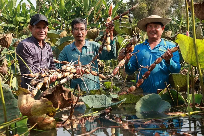 Nông dân thu hoạch củ sen tại xã Trường Xuân, huyện Tháp Mười