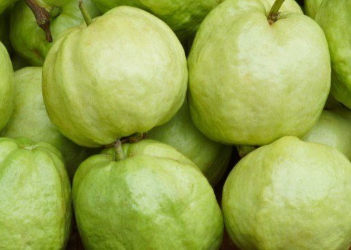 5 lợi ích khi ăn 1 quả ổi mỗi ngày