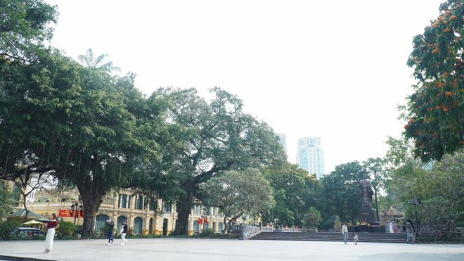 Không di dời cây có giá trị và cổ thụ khu vực hồ Hoàn Kiếm