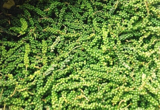 Tác dụng của hạt tiêu trong việc ổn định đường huyết