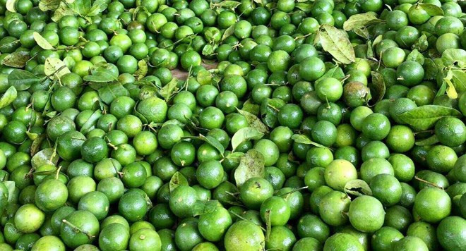 Chỉ cách uống nước chanh để giảm tình trạng gan nhiễm mỡ