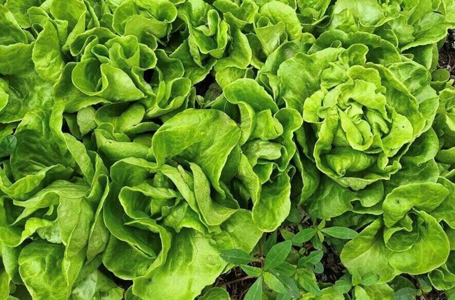 Cách ăn rau xà lách hỗ trợ hạ đường huyết