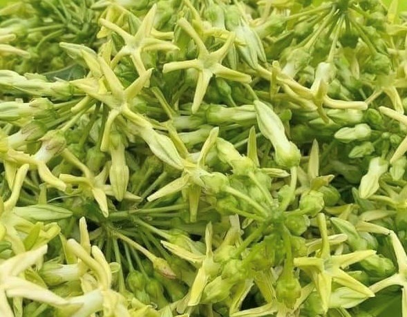 Bổ gan, tốt thận nhờ chế độ ăn có loại hoa này