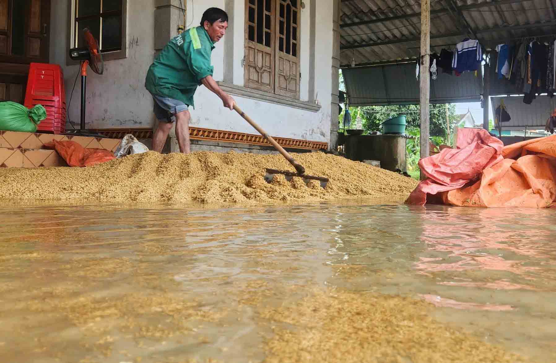 Hơn 2.000 tấn lúa của người dân Hà Tĩnh bị ướt do mưa lũ. Ảnh: Trần Tuấn.