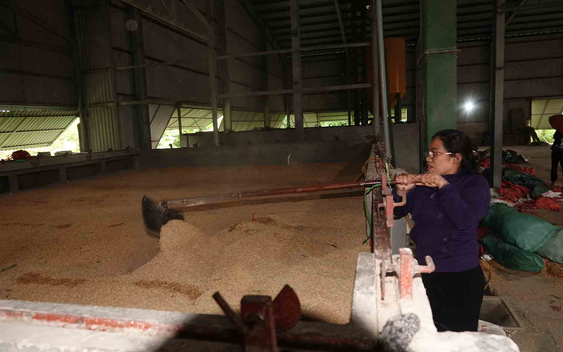 Những mẻ lúa ướt đang sấy. Ảnh: Trần Tuấn.