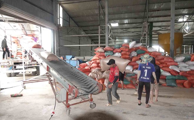 Mưa lũ ở Hà Tĩnh khiến hàng nghìn tấn lúa ngâm trong nước, cơ sở sấy khô quá tải