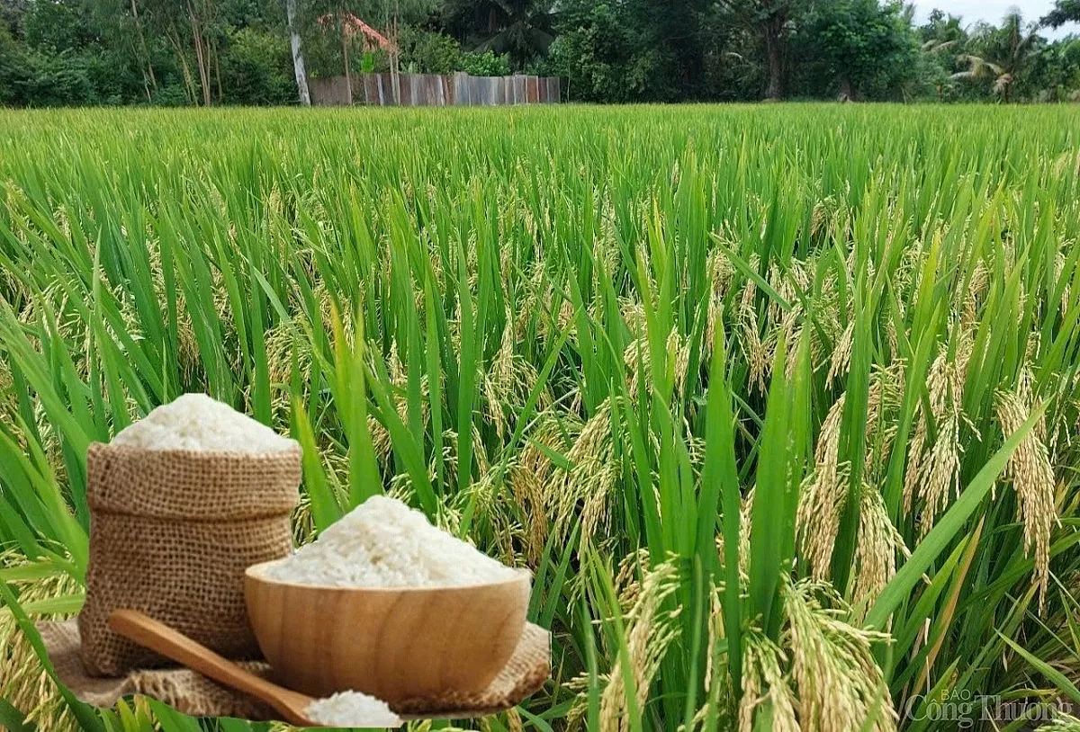 Giá lúa gạo hôm nay ngày 29/5: Gạo xuất khẩu giảm