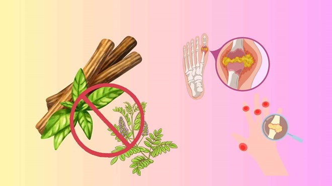 Người axit uric cao nên tránh xa vị thuốc quý này