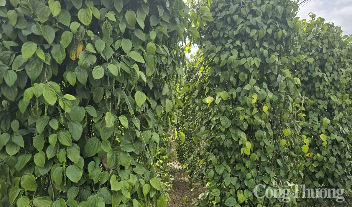 Giá tiêu hôm nay 31/5/2025: trong nước giảm nhẹ