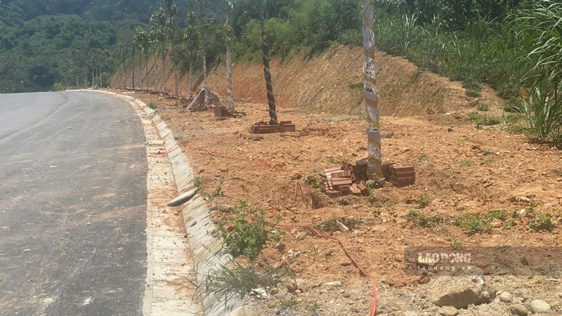 Thi công hạng mục cây xanh 2 bên đường nối cầu Làng Giàng ở Lào Cai. Ảnh: Đinh Đại