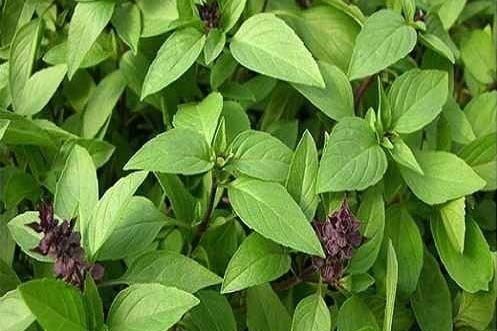 Loại rau gia vị nên ăn thường xuyên có lợi cho thận