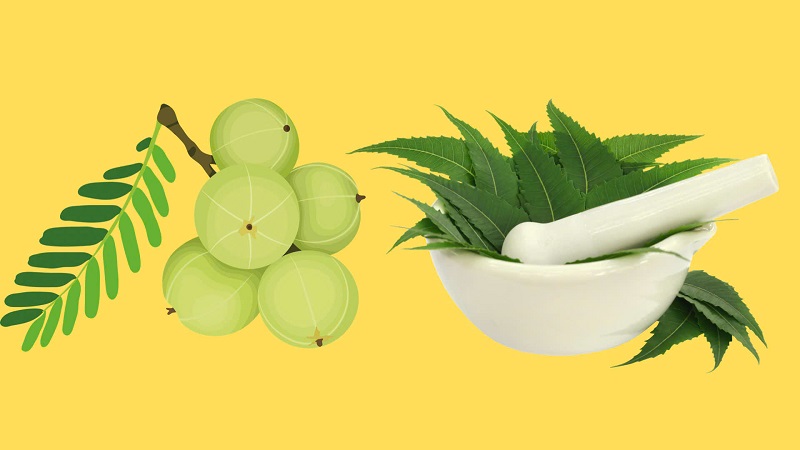 Tóc khỏe mượt, hết gàu nhờ quả amla và lá neem. Đồ họa: Minh Hoàng