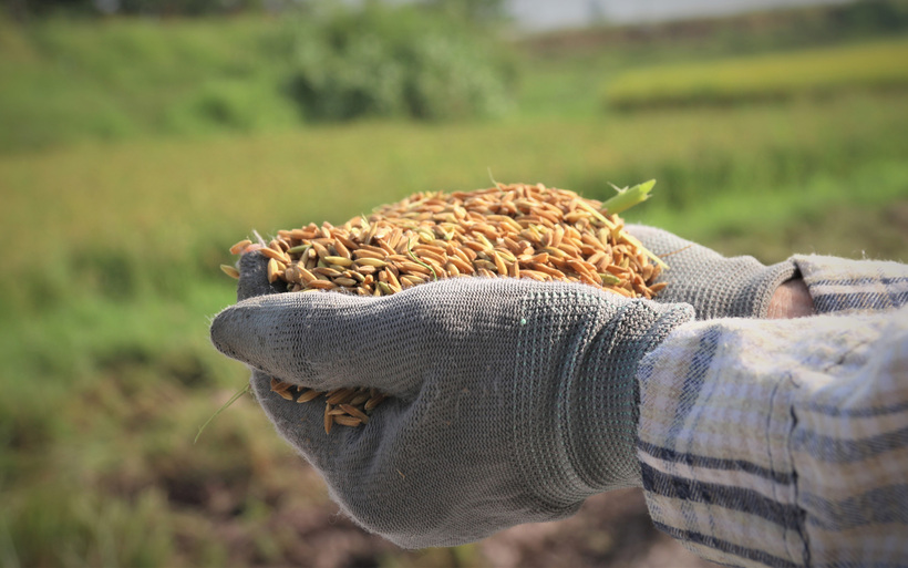 USDA cũng dự báo, xuất khẩu gạo Việt Nam trong năm 2025 sẽ đạt khoảng 7,9 triệu tấn, đứng thứ 2 thế giới sau Ấn Độ. Ảnh: Nguyễn Hạnh
