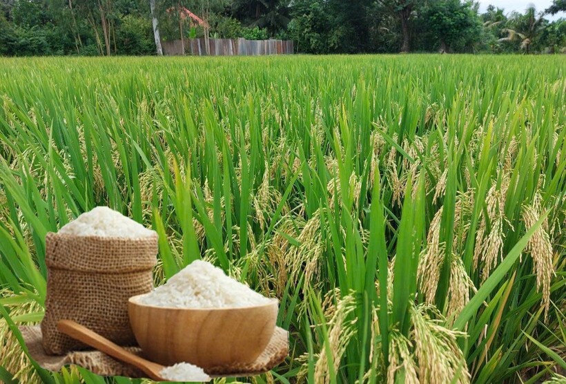 Giá lúa gạo hôm nay ngày 15/6 và tuần qua giảm mạnh. Ảnh: Thanh Minh.