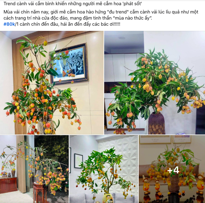 Trend cành vải cắm bình bỗng dưng khiến giá vải thiều cả cành tăng vọt so với vải chùm. Ảnh chụp màn hình