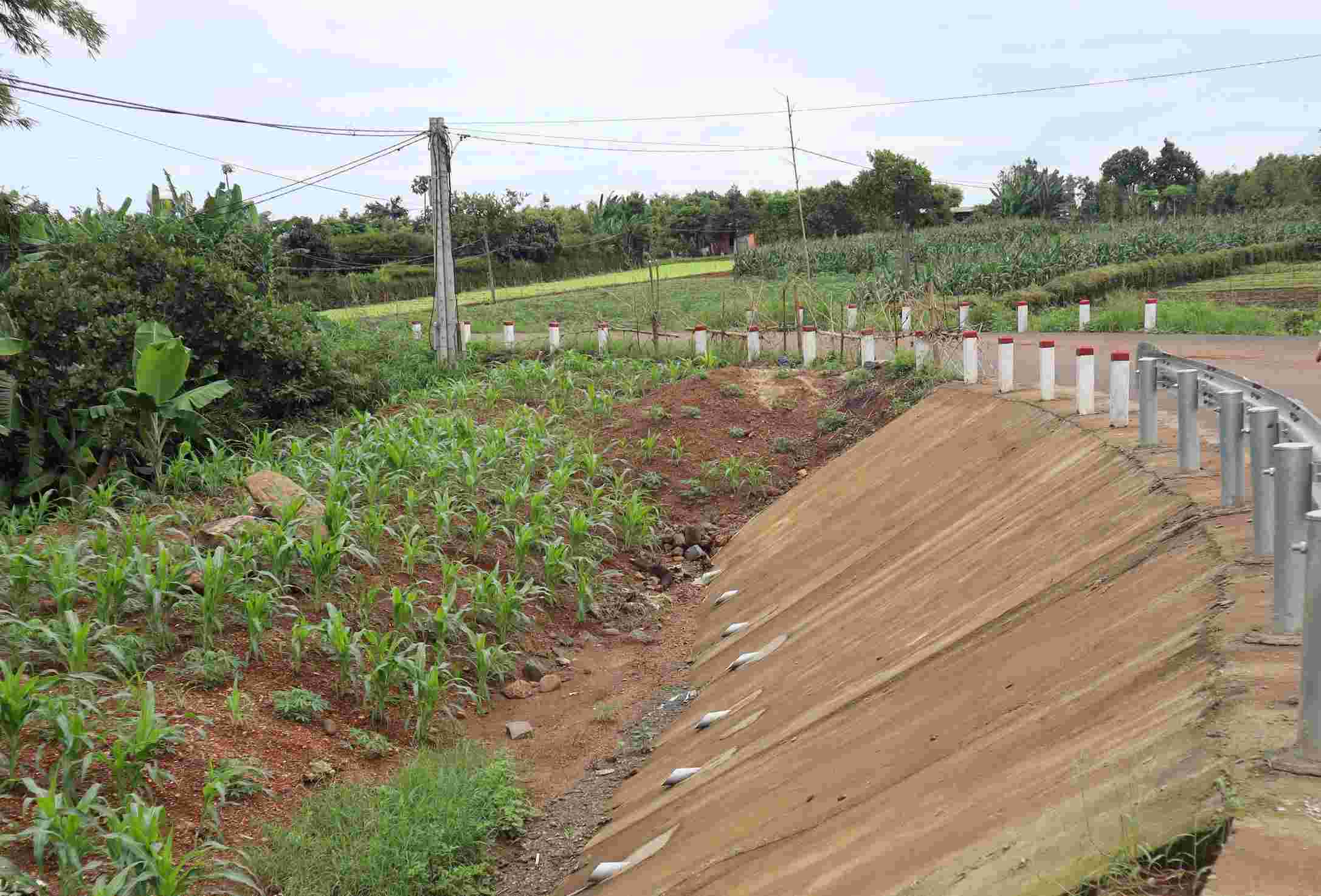 Dự án đường vào nghĩa trang TP. Buôn Ma Thuột tại xã Hòa Khánh triển khai từ đầu năm 2024 nhưng đã tạm dừng nhiều tháng do chưa có giá đất để bồi thường cho các hộ bị thu hồi đất. Ảnh: Phan Tuấn