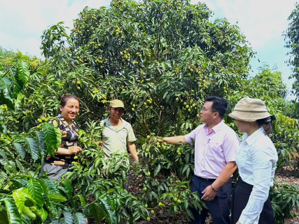 lanh-dao-nhcsxh-huyen-ea-kar-kiem-tra-hieu-qua-dau-tu-von-vay-tai-xa-cu-bong.jpg