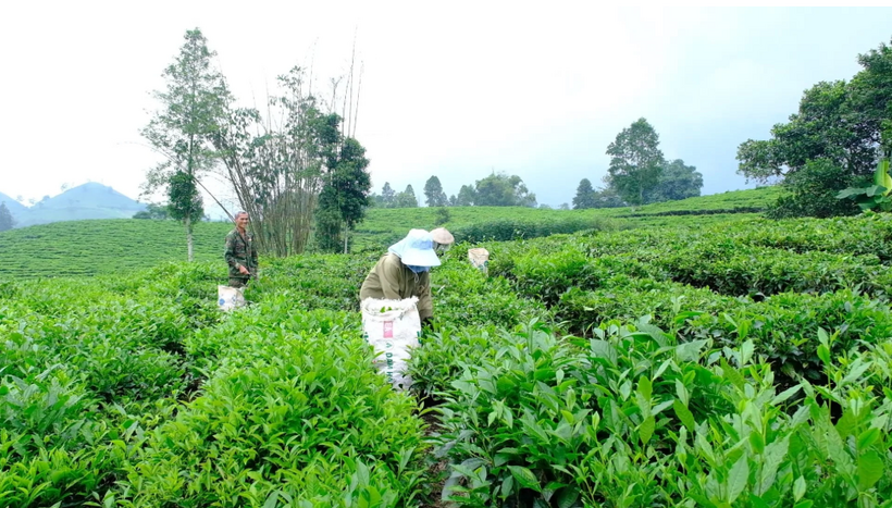 Từ đầu năm đến nay, nông dân huyện Mường Khương đã thu hoạch được hơn 25.700 tấn chè búp tươi, tăng gần 43% so với cùng kỳ năm ngoái. Ảnh minh hoạ