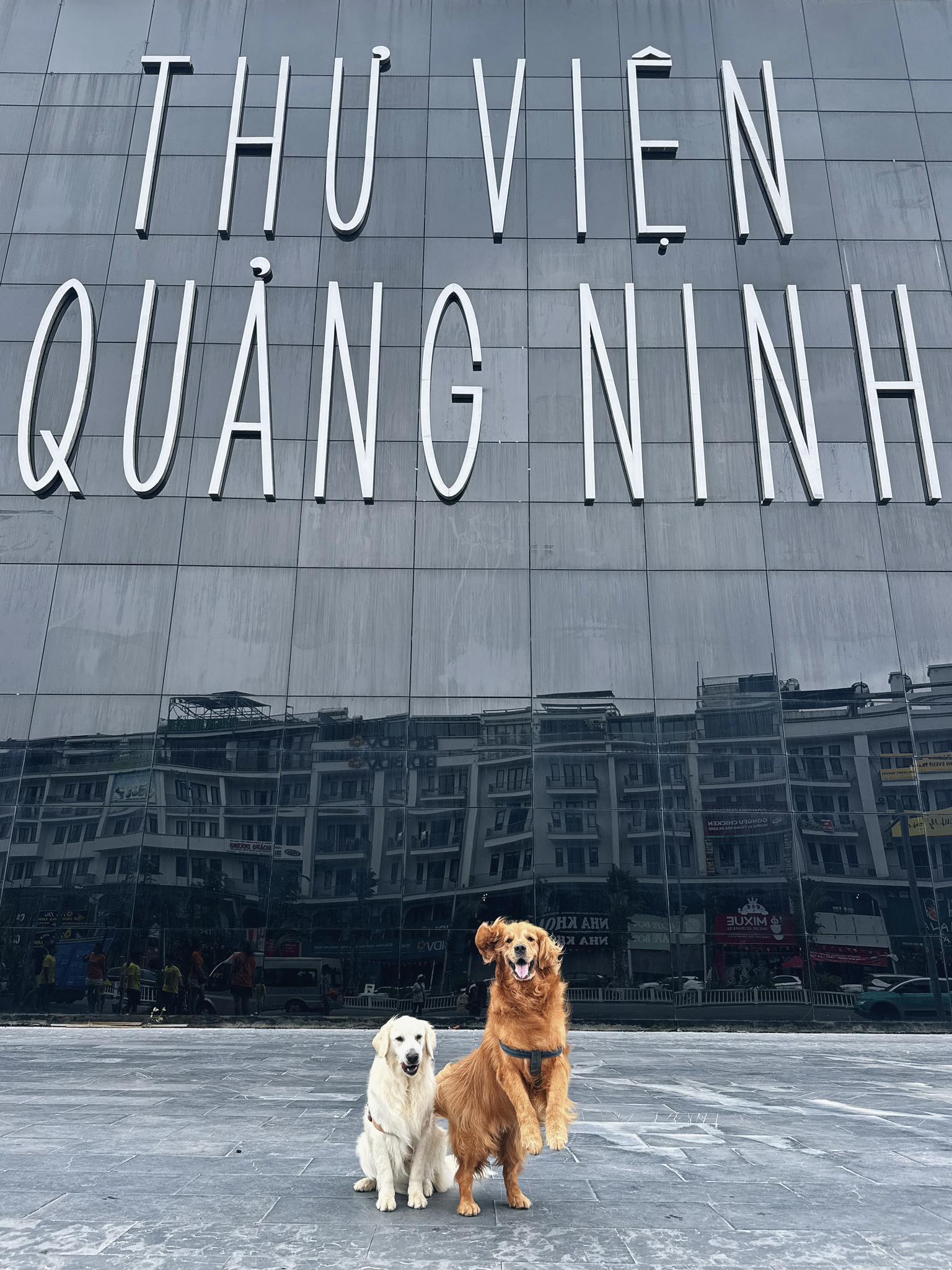 Hiện tại, những chú chó và Bình đang lưu lại Hạ Long, Quảng Ninh. Hành trình xuyên Việt của họ sẽ tiếp diễn ở các tỉnh Tây Bắc, Đông Bắc khác. Sau đó, Bình dự định trở về Đà Lạt tu sửa quán cà phê cũng như chụp ảnh lại.