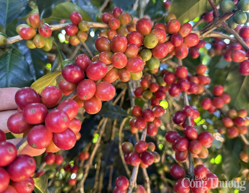 Những cây cà phê rất nhiều quả, chín mọng ở Đắk Lắk