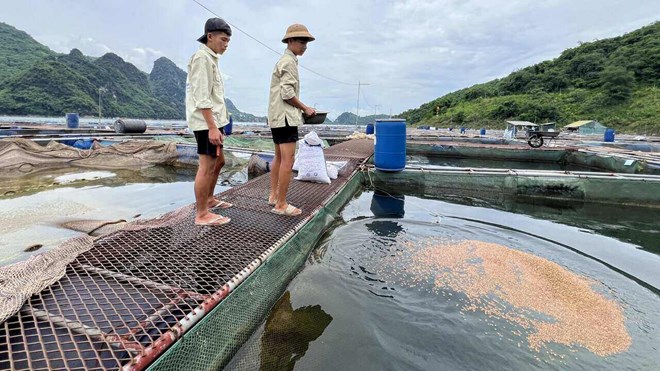 Nỗi lo mùa lũ của người dân làng chài ven thủy điện Hòa Bình