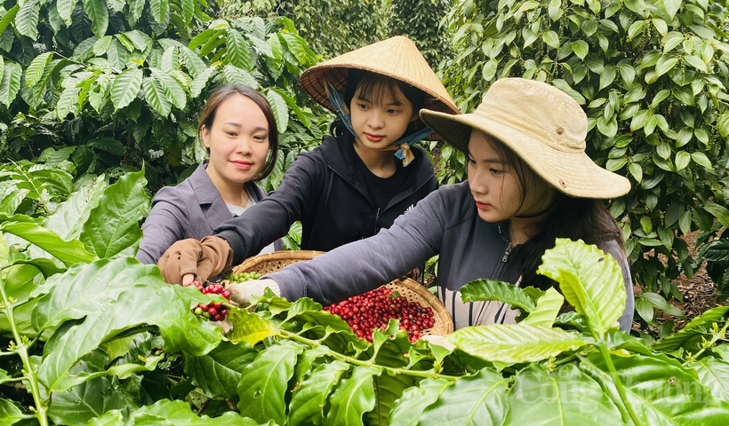 Người dân tỉnh Đắk Lắk thu hái cà phê