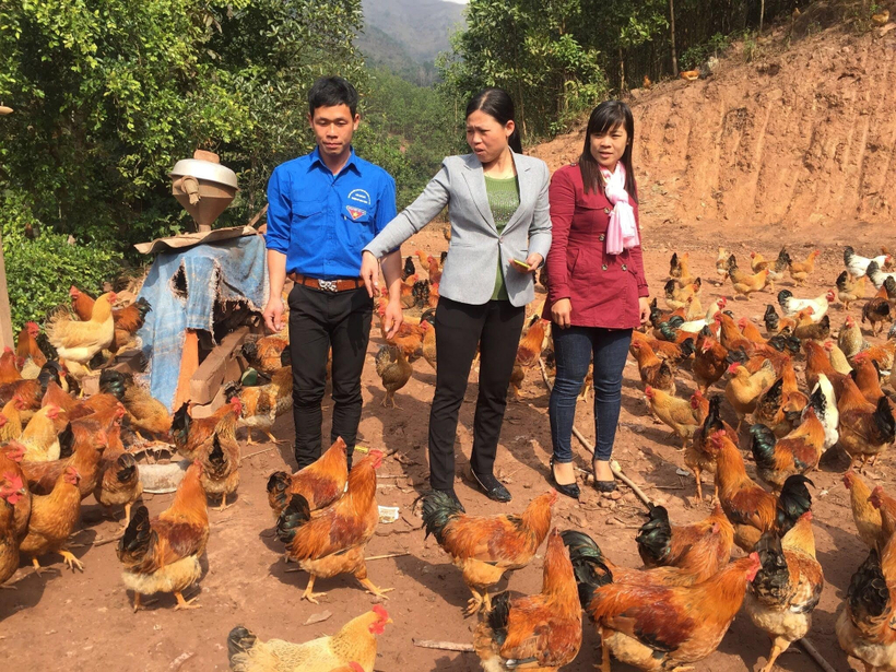 Gà Tiên Yên là sản phẩm chủ lực của bà con vùng dân tộc Tiên Yên - Quảng Ninh (Ảnh: Ngọc Mai)