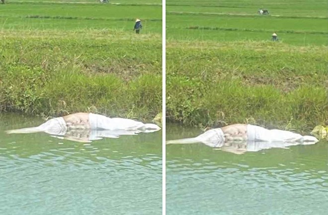 Lợn chết vứt ra kênh giữa mùa dịch tả Châu Phi bùng phát