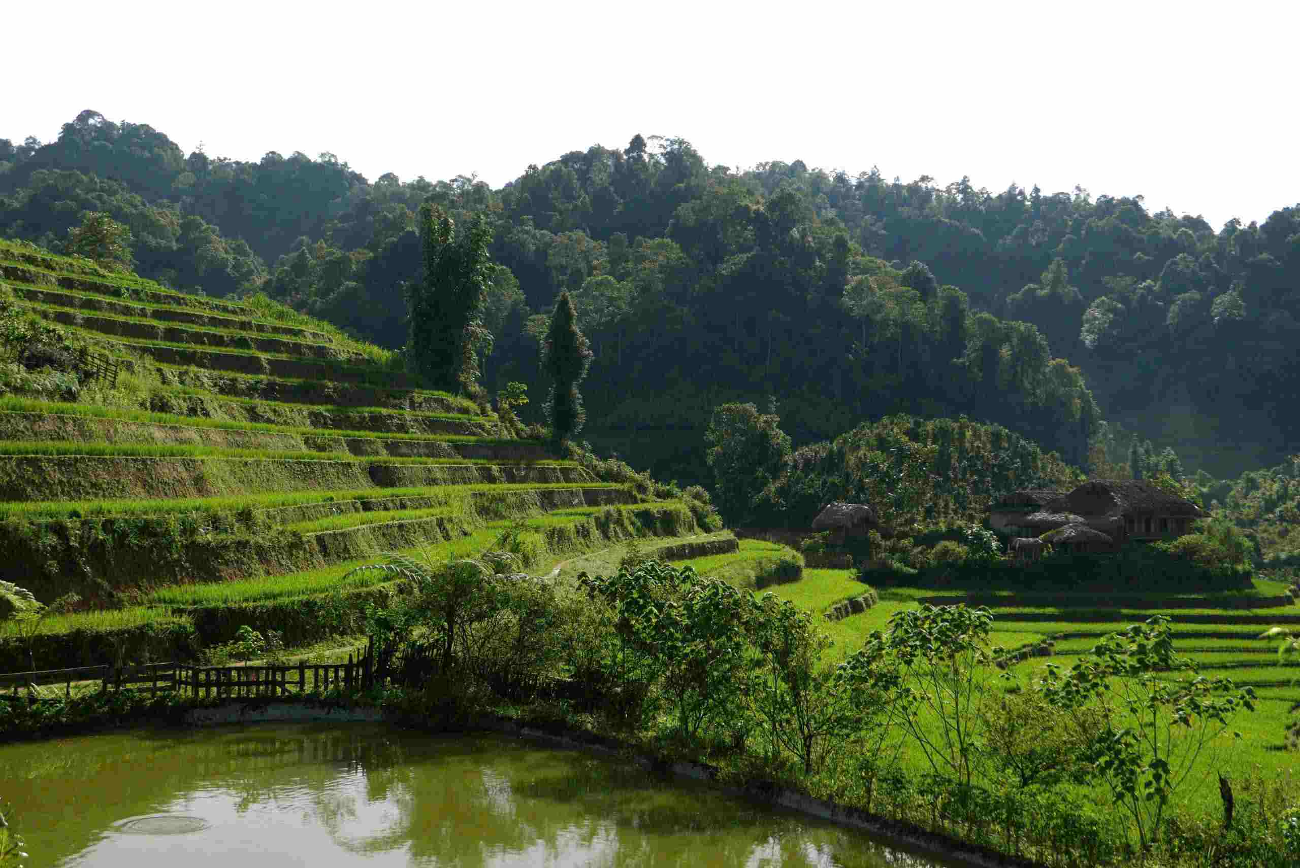Ruộng bậc thang ngay trước nhà chị Vàng Thị Thông, Bản Liền vào mùa lúa xanh mướt. Ảnh: Đỗ Phúc