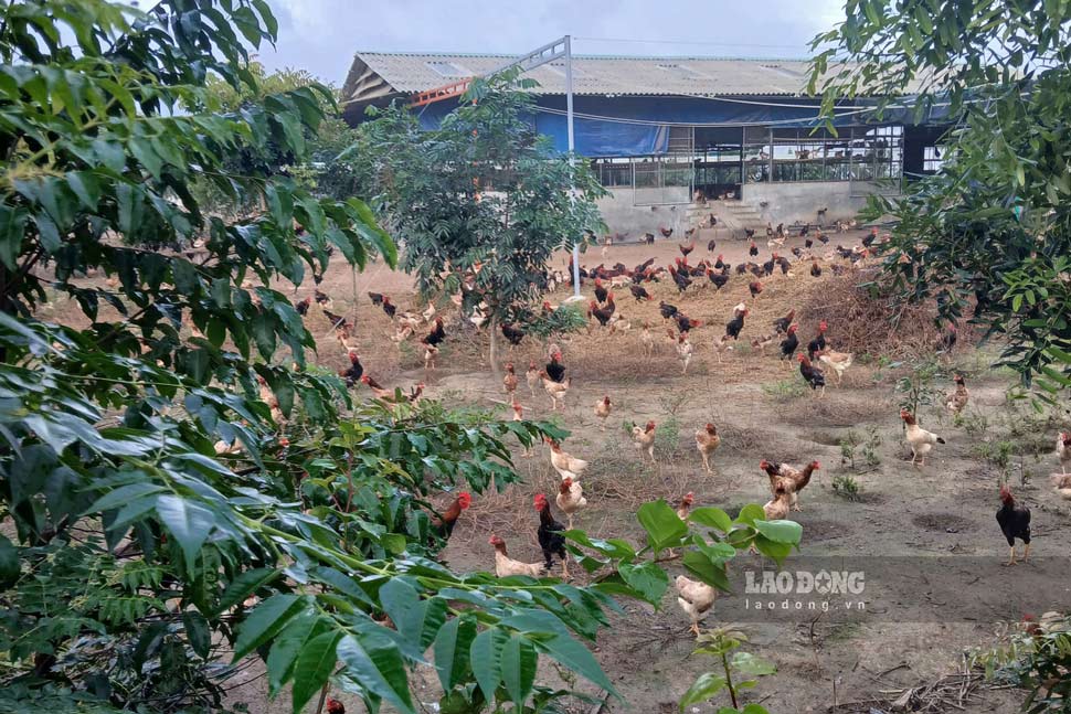 Trang trại nuôi gà trong dự án sản xuất rau an toàn. Ảnh: Tuệ Lâm
