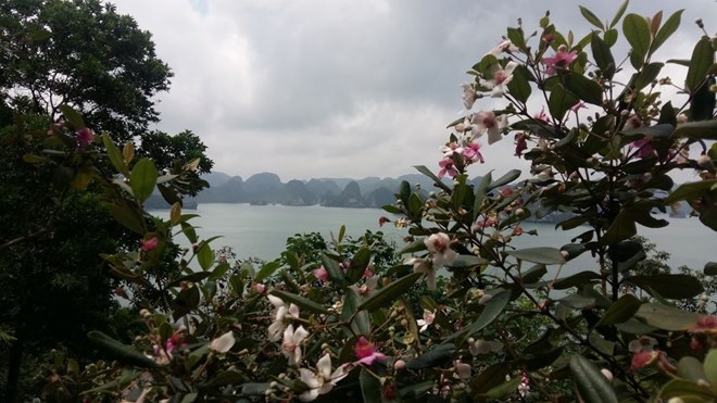 Tan hoang hạ tầng du lịch đảo Soi Sim, vịnh Hạ Long