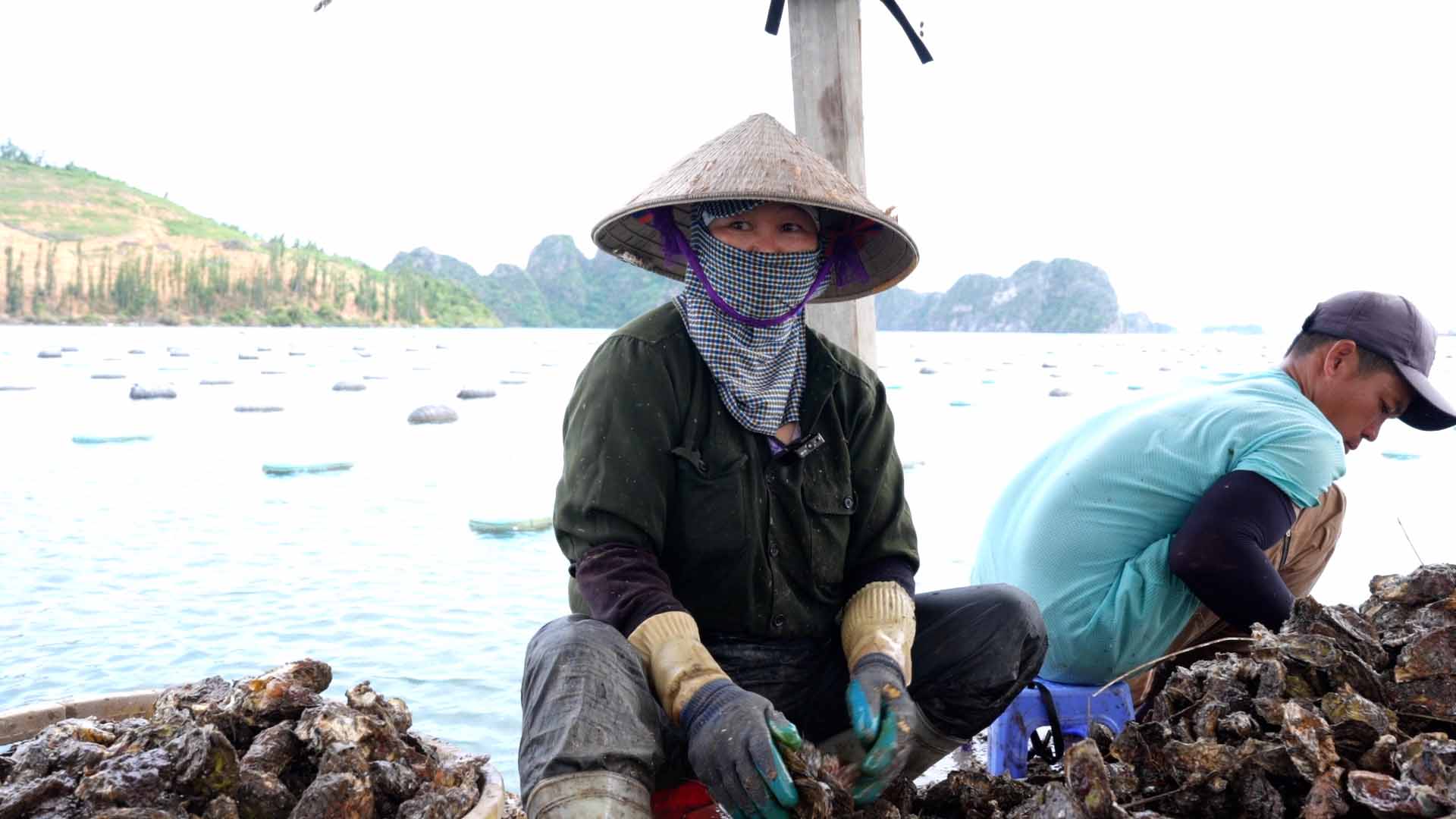 Ngư dân Quảng Ninh kiến nghị cơ quan chức năng cần có biện pháp để đảm bảo cạnh tranh