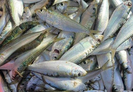 Muốn bổ sung omega-3 bằng loại cá rẻ tiền cần chú ý những điều này