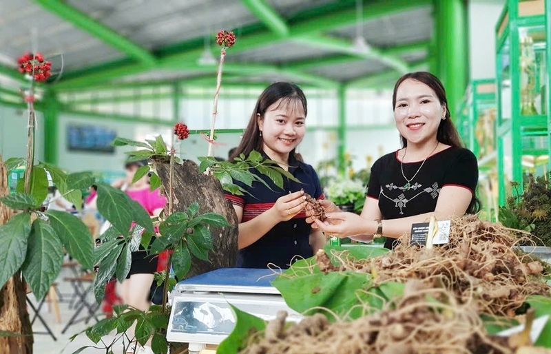 “Quốc bảo” sâm Ngọc Linh, loài dược liệu có giá trị kinh tế hàng đầu và được cấp chỉ dẫn địa lý. Ảnh: Hạ Vĩ