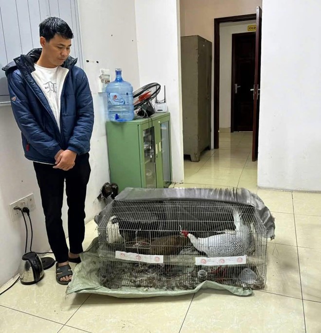 Vụ án 13 con gà lôi: Luật sư nhận định bị cáo sẽ được miễn trách nhiệm hình sự