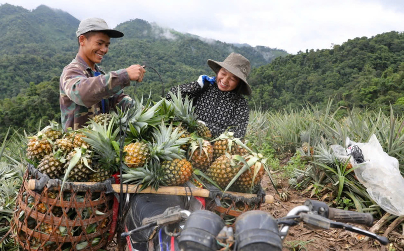 Người dân xã Mường Nhà thu hoạch dứa. Ảnh: Phan Quân