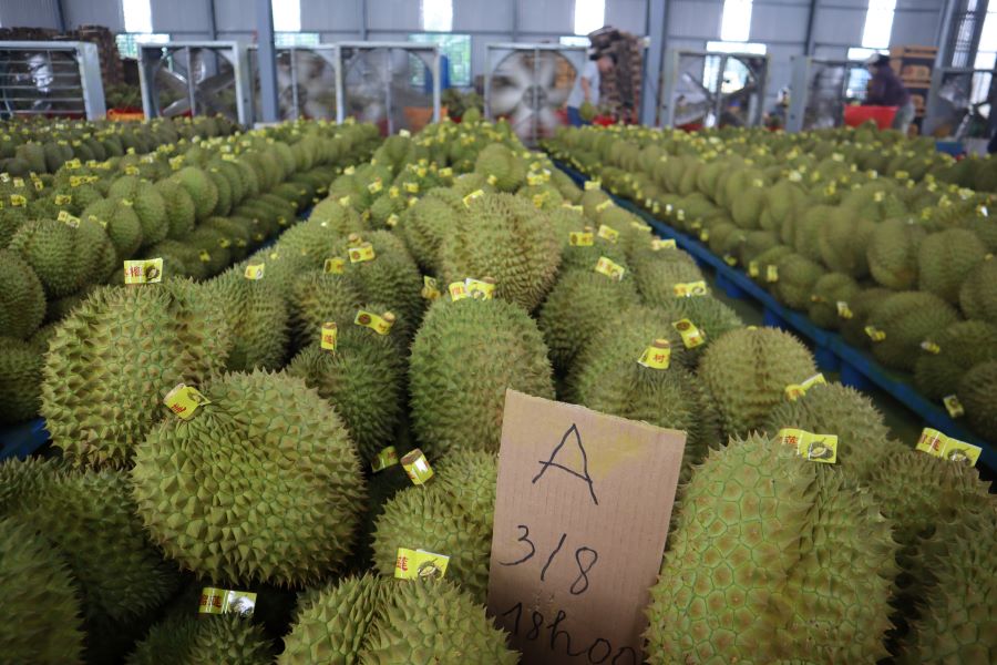 Sầu riêng được phân loại hàng A, B. Ảnh: Thanh Quỳnh