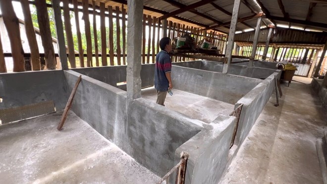 60.076 con lợn bị tiêu hủy vì dịch tả ở Quảng Ngãi