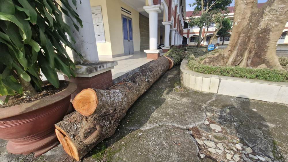 Trung tâm Giáo dục Nghề nghiệp - Giáo dục Thường xuyên Bảo Lộc bị xử phạt vì đốn hạ 3 cây xanh trái phép trong khuôn viên Trung tâm. Ảnh: Lam Hồng