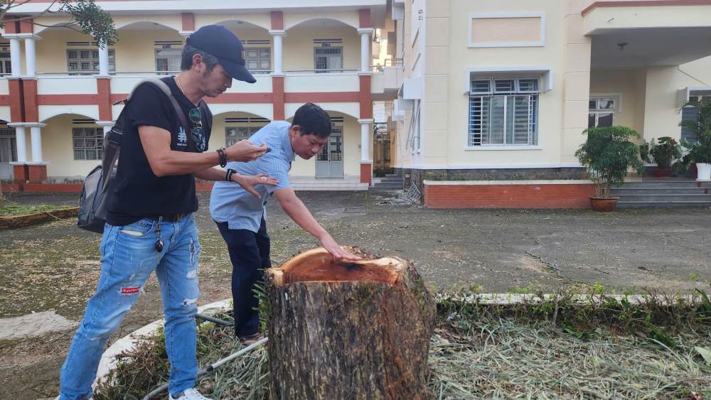 Ba cây xanh đều có tuổi thọ hàng chục năm. Ảnh: Lam Hồng