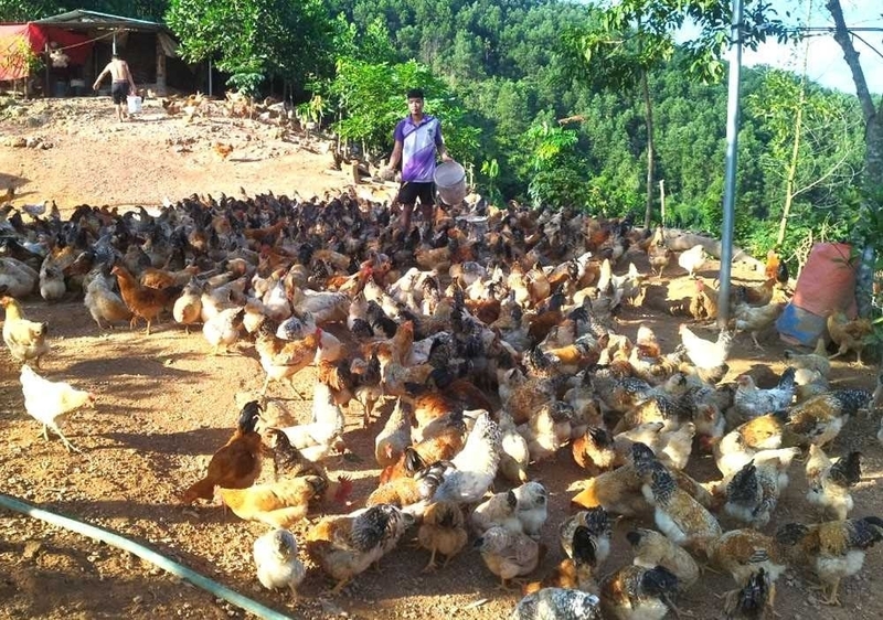 Mô hình chăn nuôi gà dưới tán trà hoa vàng của anh Đàm Văn Triệu, dân tộc Sán Chỉ. Ảnh: Nhật Minh
