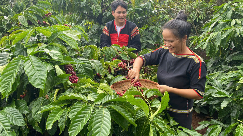 Cà phê đang trở thành mặt hàng nông sản có sự tăng trưởng ấn tượng nhất về xuất khẩu trong năm 2025. Ảnh: Hoàng Thiên