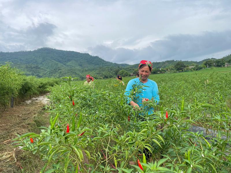 Nhờ sự liên kết chặt chẽ giữa chính quyền - hợp tác xã - người dân là yếu tố quyết định để cây ớt mở lối giảm nghèo cho bà con vùng cao. Ảnh: Thuý Lâm