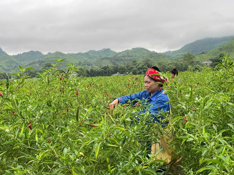 Hợp tác xã luôn đồng hành cùng người dân từng khâu nhỏ nhất để bà con yên tâm và tin tưởng trồng cây ớt trên mảnh đất quê hương. Ảnh: Thuý Lâm