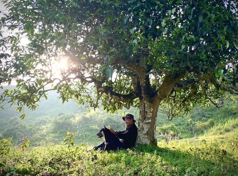 Giá trị của chè Suối Giàng không chỉ đến từ sự độc đáo của tự nhiên mà còn từ dấu ấn pháp lý quan trọng (Ảnh: HTX hệ sinh thái du lịch Suối Giàng)