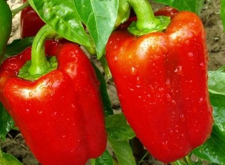 Cách chế biến ớt chuông tốt cho sỏi thận